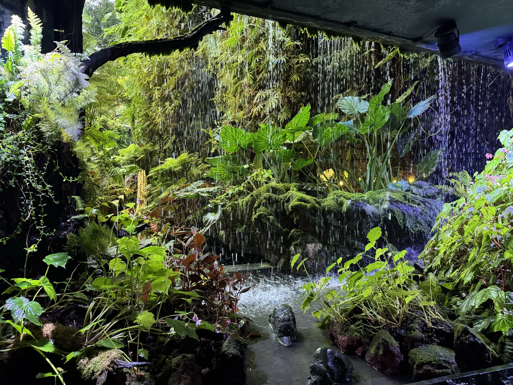 云雾林瀑布区：温湿变化最明显的沉浸点