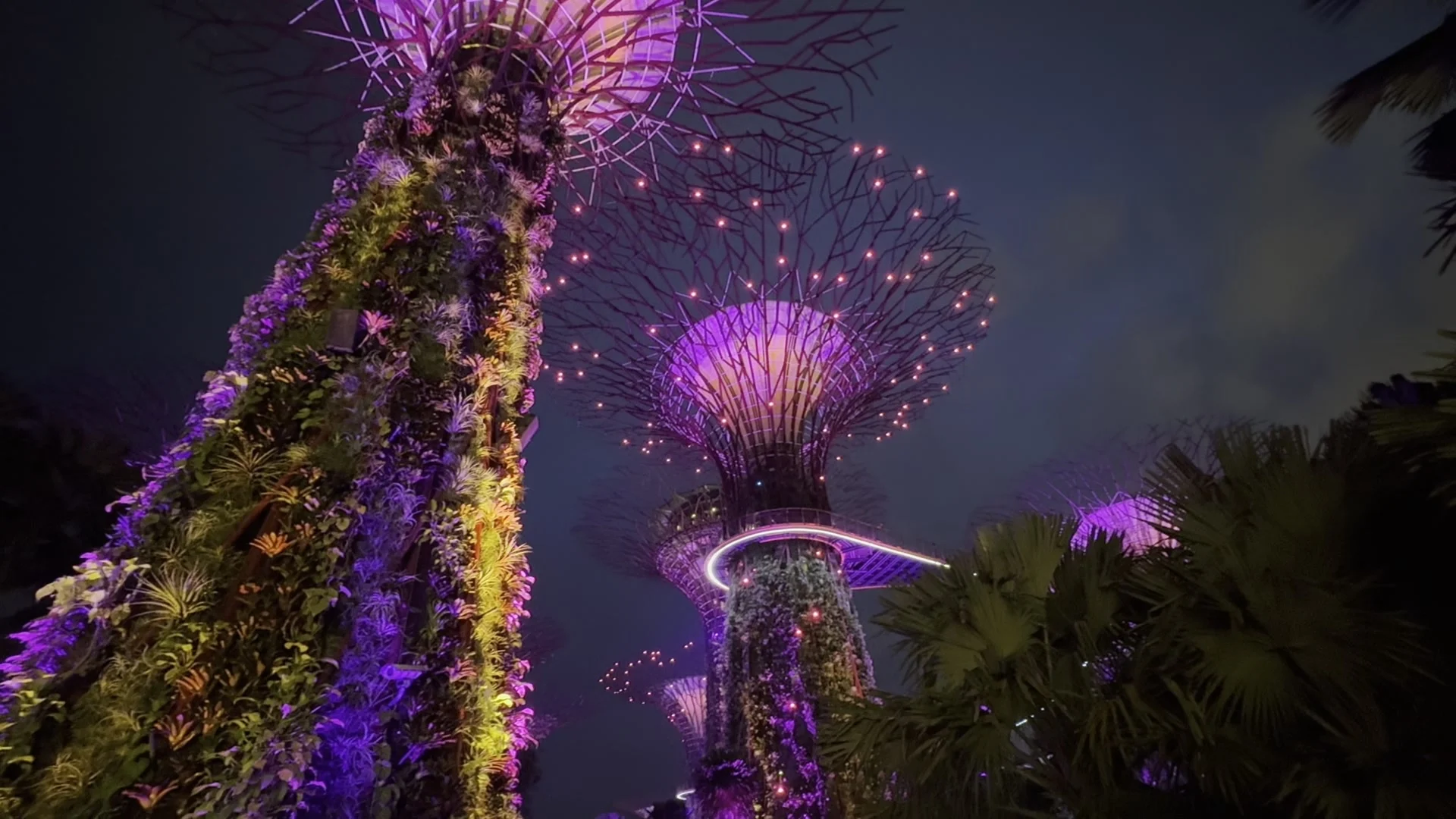 Supertree Grove 夜间灯光秀现场